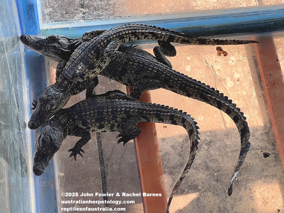 Possible juvenile hybrids photographed in a restaurant which was out in Toni Snap Lake (on stilts), Cambodia