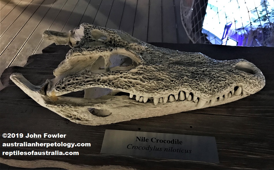 Nile Crocodile skull