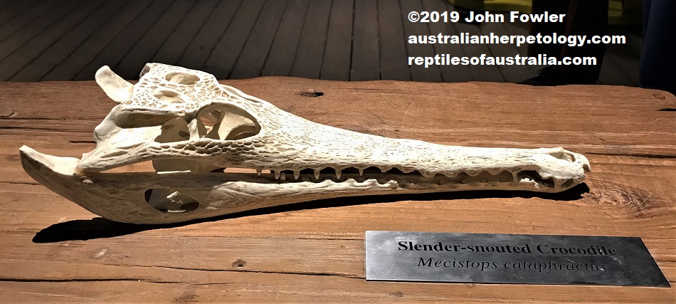 Slender-snouted Crocodile Mecistops