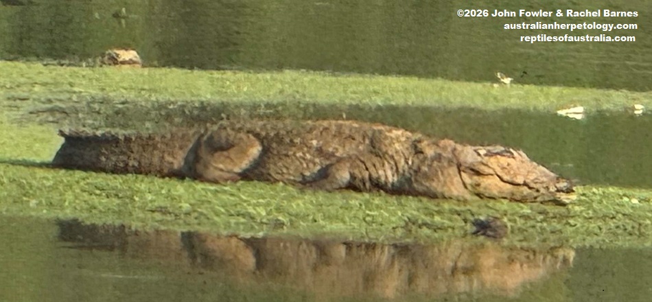 Mugger Crocodile (Crocodylus palustris) photographed in Udawalawe National Park, Sri Lanka