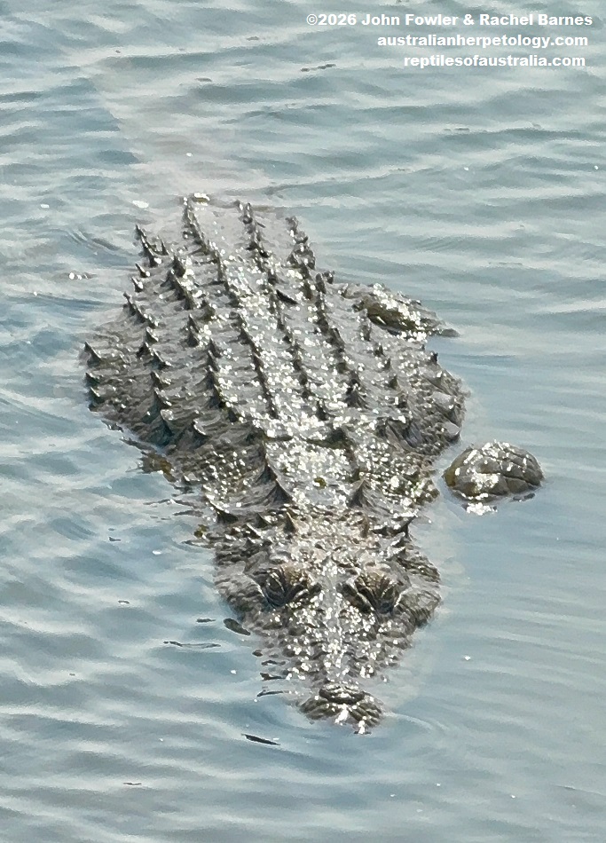 Mugger Crocodile (Crocodylus palustris) photographed in Udawalawe National Park, Sri Lanka
