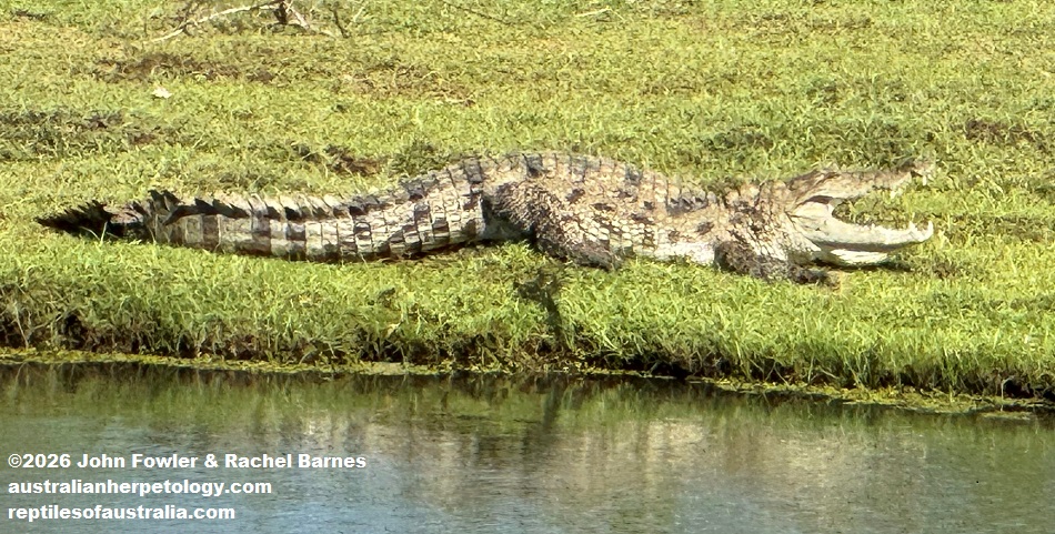 Mugger Crocodile (Crocodylus palustris) photographed in Palatopana, Sri Lanka