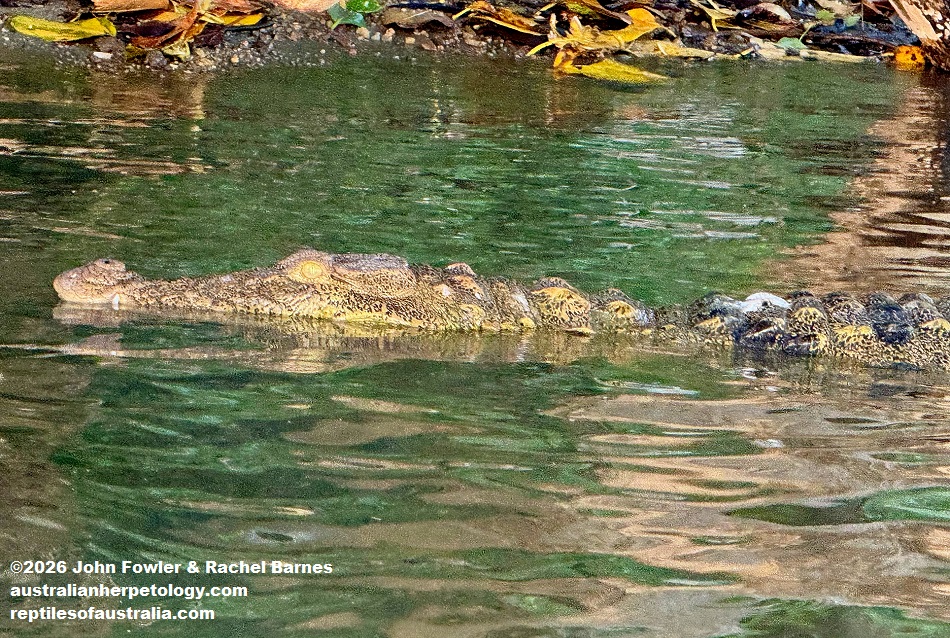 Mugger Crocodile (Crocodylus palustris) photographed in Tissa Lake, Tissamaharama, Sri Lanka