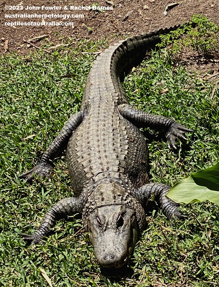 A half grown American Alligator (Alligator mississippiensis) photographed at the Gorge Wildlife Park, South Australia