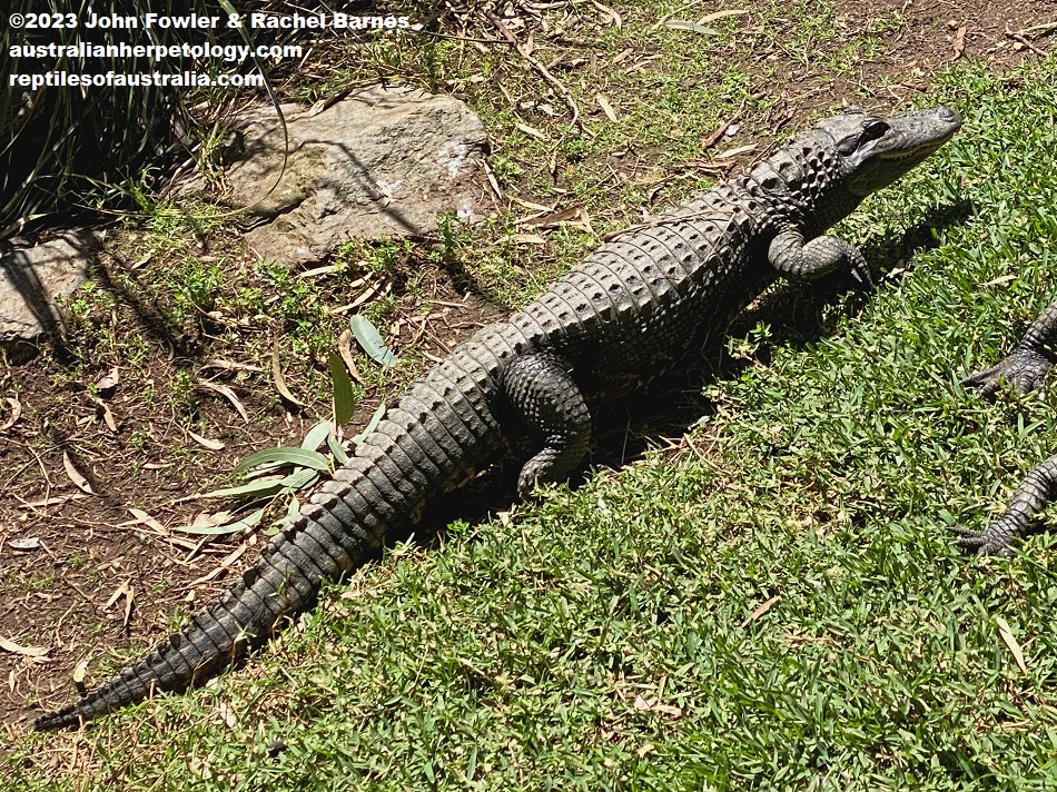 A half grown American Alligator (Alligator mississippiensis) photographed at the Gorge Wildlife Park, South Australia