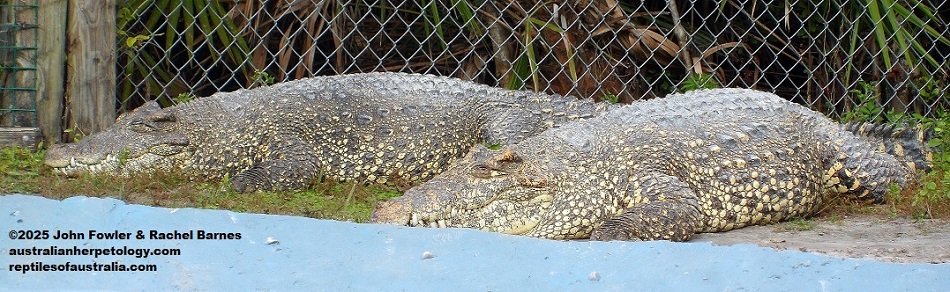 Cuban Crocodiles (Crocodylus rhombifer) photographed at Gatorland, Florida