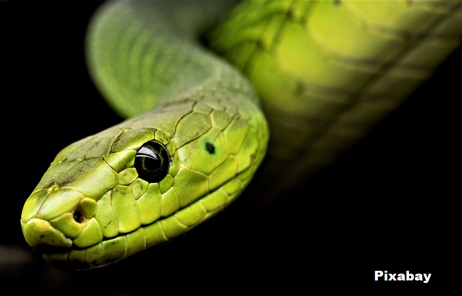 Eastern Green Mamba (Dendroaspis angusticeps)