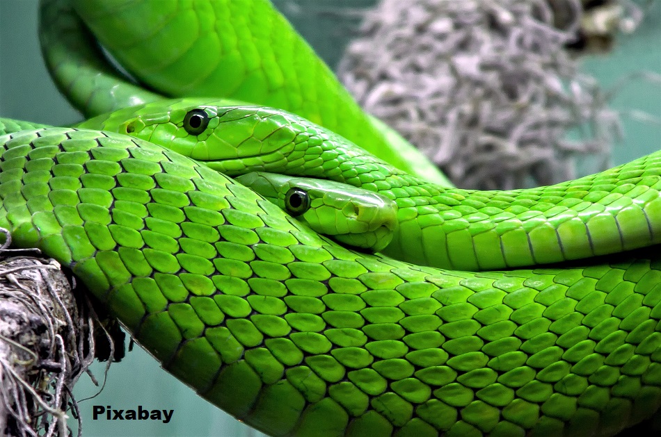Eastern Green Mambas (Dendroaspis angusticeps)