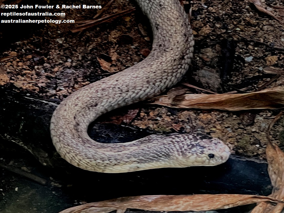 Monocled Cobra (Naja kaouthia) photographed at the National Zoo of Malaysia (Zoo Negara)