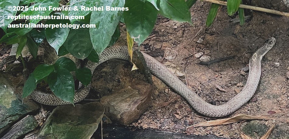Monocled Cobra (Naja kaouthia) photographed at the National Zoo of Malaysia (Zoo Negara)