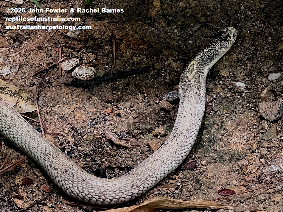 Monocled Cobra (Naja kaouthia) photographed at the National Zoo of Malaysia (Zoo Negara)