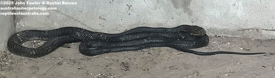 Northern King Cobra or Hamadryad (Ophiophagus hannah) photographed at Phnom Tamao Zoo, Cambodia