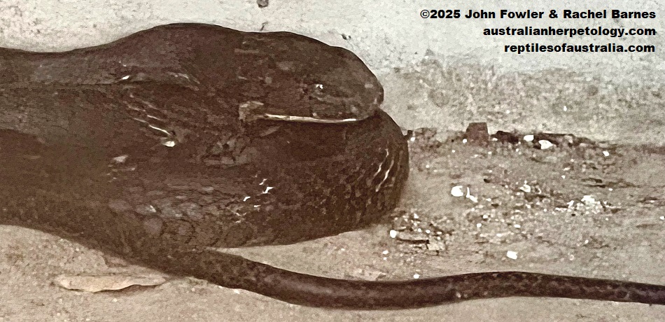 Northern King Cobra or Hamadryad (Ophiophagus hannah) photographed at Phnom Tamao Zoo, Cambodia