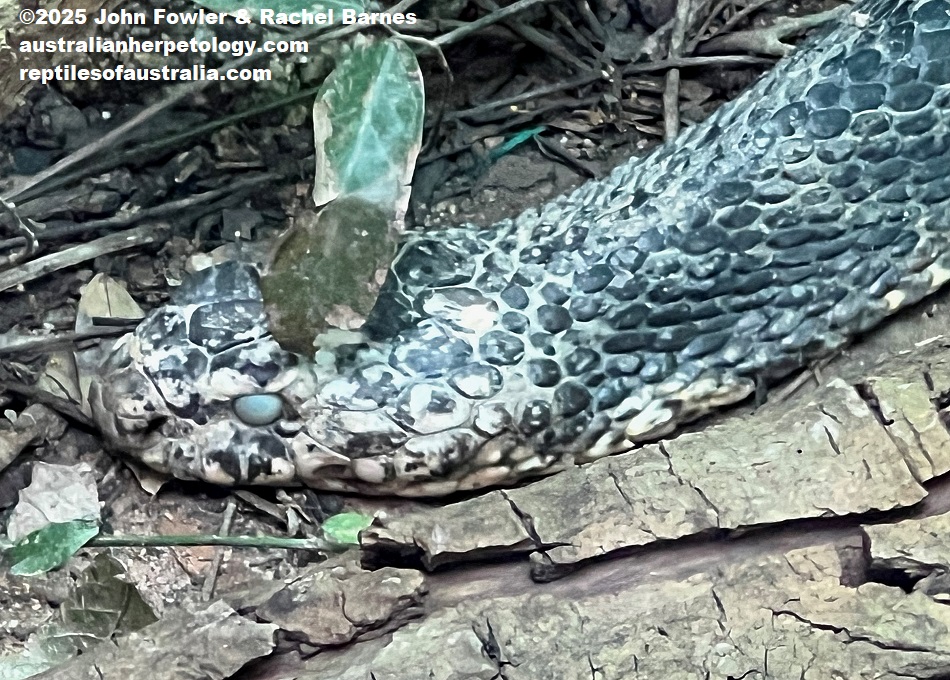 Northern King Cobra or Hamadryad (Ophiophagus hannah) prior to shedding its skin at Phnom Tamao Zoo, Cambodia