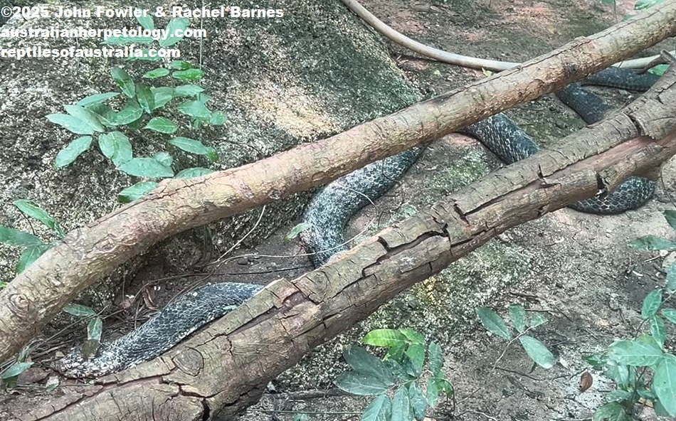 Northern King Cobra or Hamadryad (Ophiophagus hannah) prior to shedding its skin at Phnom Tamao Zoo, Cambodia