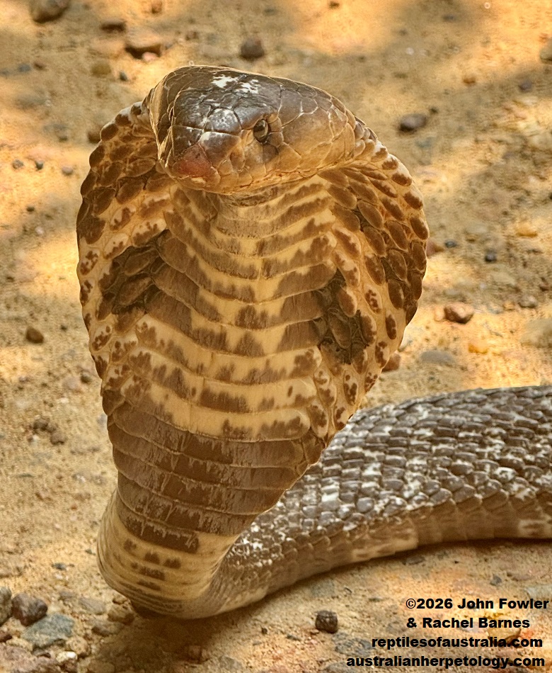 Spectacled Cobra (Naja naja) photographed at a "Snake Farm " in Weligama, Sri Lanka