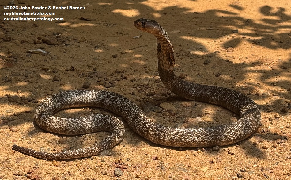 Spectacled Cobra (Naja naja) photographed at a "Snake Farm " in Weligama, Sri Lanka