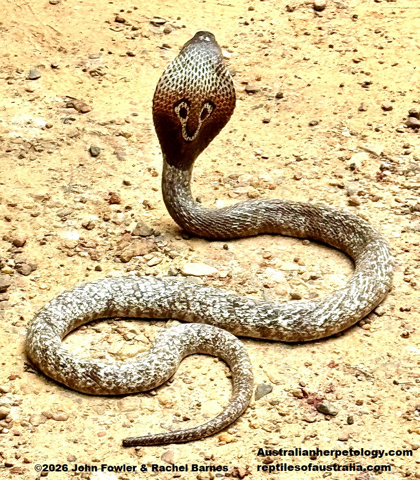 Spectacled Cobra (Naja naja) photographed at a "Snake Farm " in Weligama, Sri Lanka