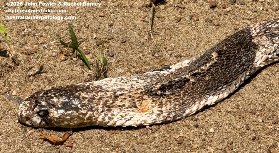 Spectacled Cobra (Naja naja) photographed at a "Snake Farm " in Weligama, Sri Lanka