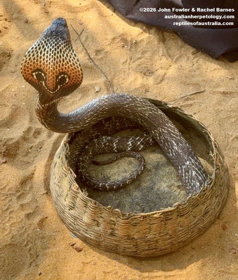 Spectacled Cobra (Naja naja) photographed on Jetwing Beach, Sri Lanka