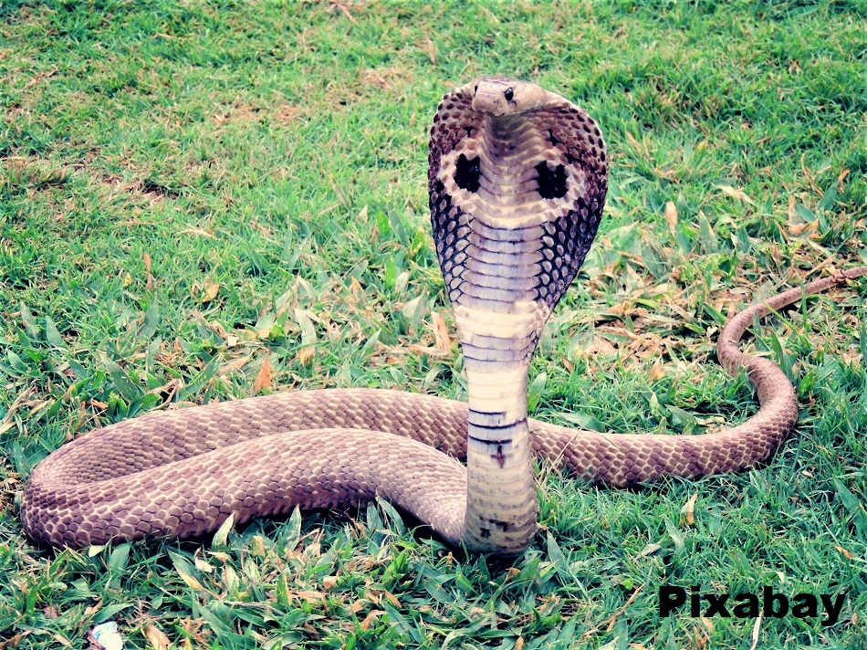 Spectacled Cobra (Naja naja)