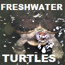 Freshwater Turtles of the world