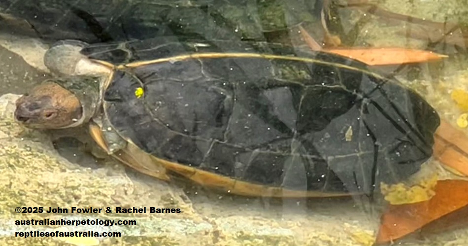 Young Giant Asian Pond Turtle (Heosemys grandis) photographed at the National Zoo of Malaysia (Zoo Negara)