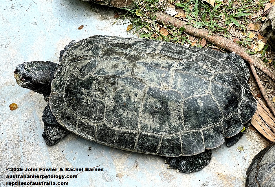 Giant Asian Pond Turtle (Heosemys grandis) photographed at the National Zoo of Malaysia (Zoo Negara)