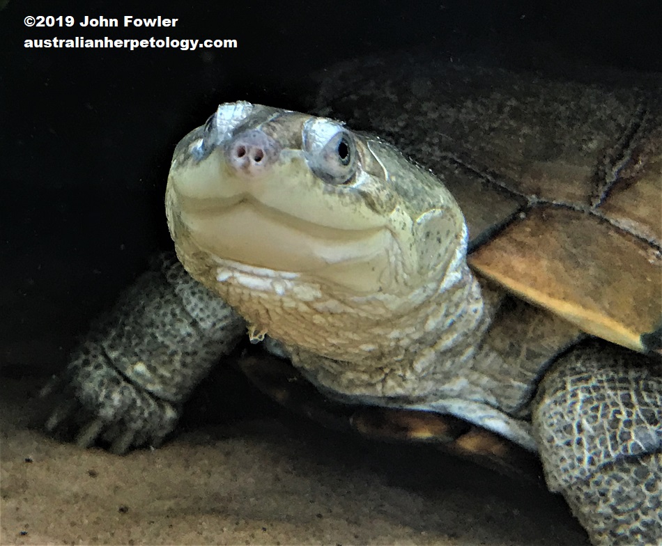 African Helmeted Turtle (Pelomedusa subrufa)