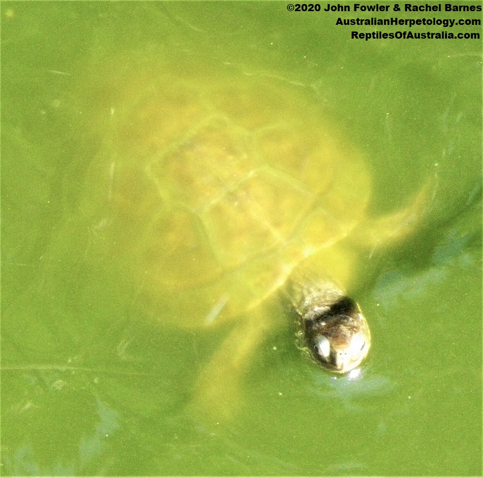 Mediterranean Pond Turtle (Mauremys leprosa)