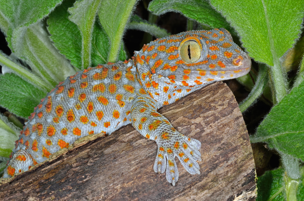 Tokay Gecko (Gekko gecko) - Credit: Photo by depositphotos.com
