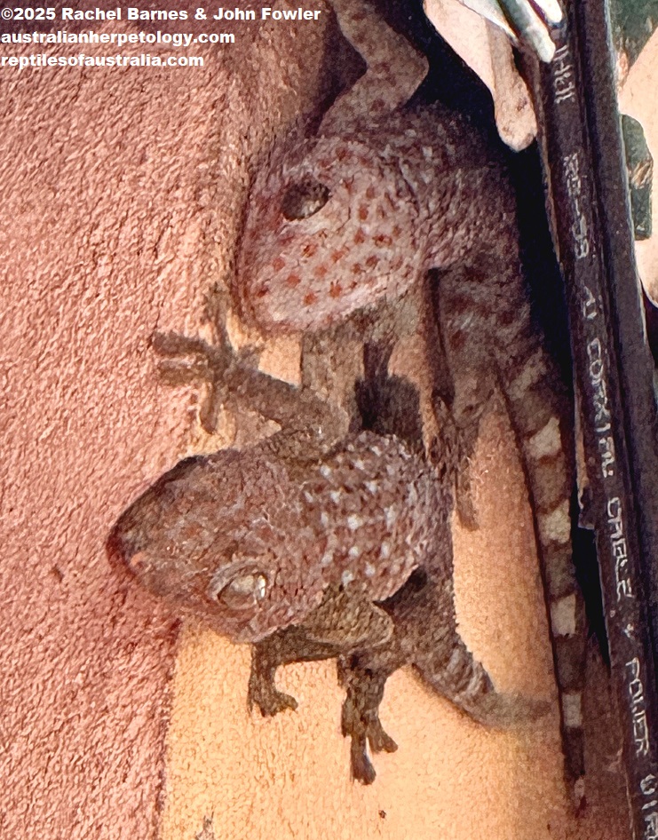 These Tokay Geckos (Gekko gecko) were photographed in the Main Street of Siem Reap, Cambodia