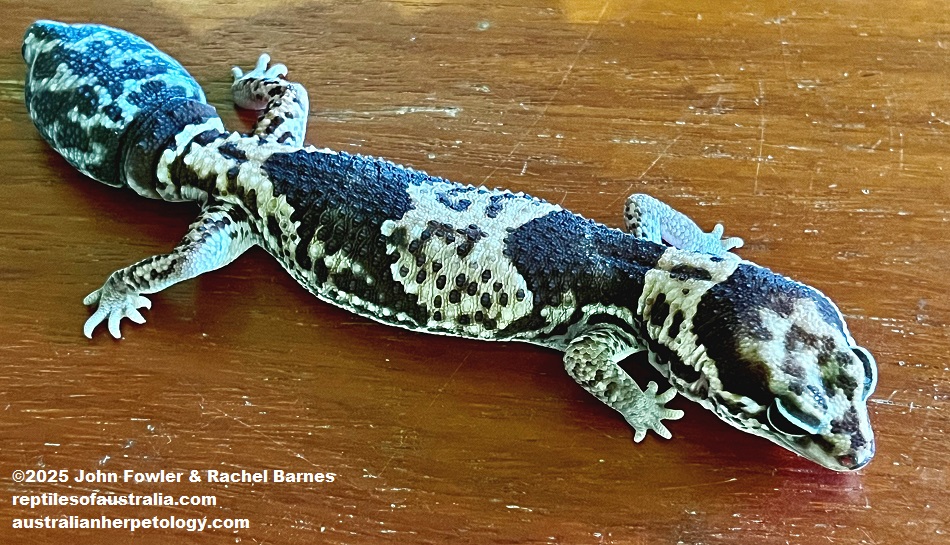 This Leopard Gecko (Eublepharis macularius) morph was photographed at The Noah Pet Cafe, Borneo
