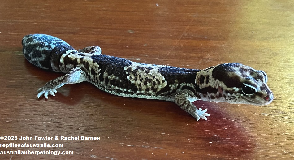 This Leopard Gecko (Eublepharis macularius) morph was photographed at The Noah Pet Cafe, Borneo