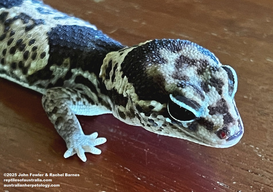 This Leopard Gecko (Eublepharis macularius) morph was photographed at The Noah Pet Cafe, Borneo