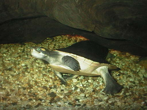Krefft's Short-neck Turtles 