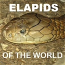 ELAPIDS OF THE WORLD