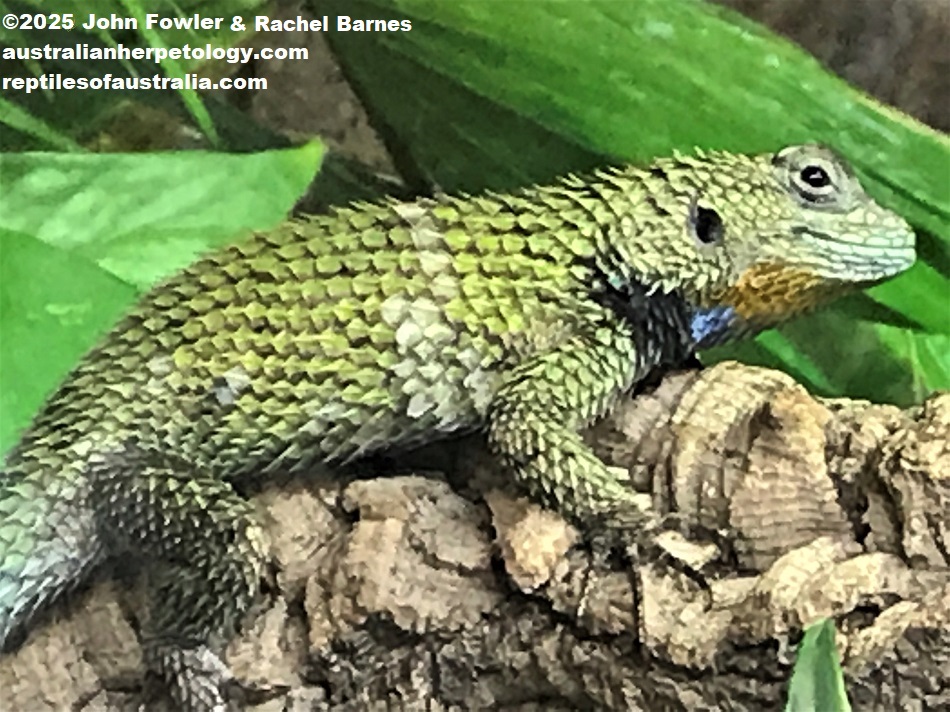Captive Emerald Swift (Sceloporus malachiticus) photographed at the Green Planet Dubai.