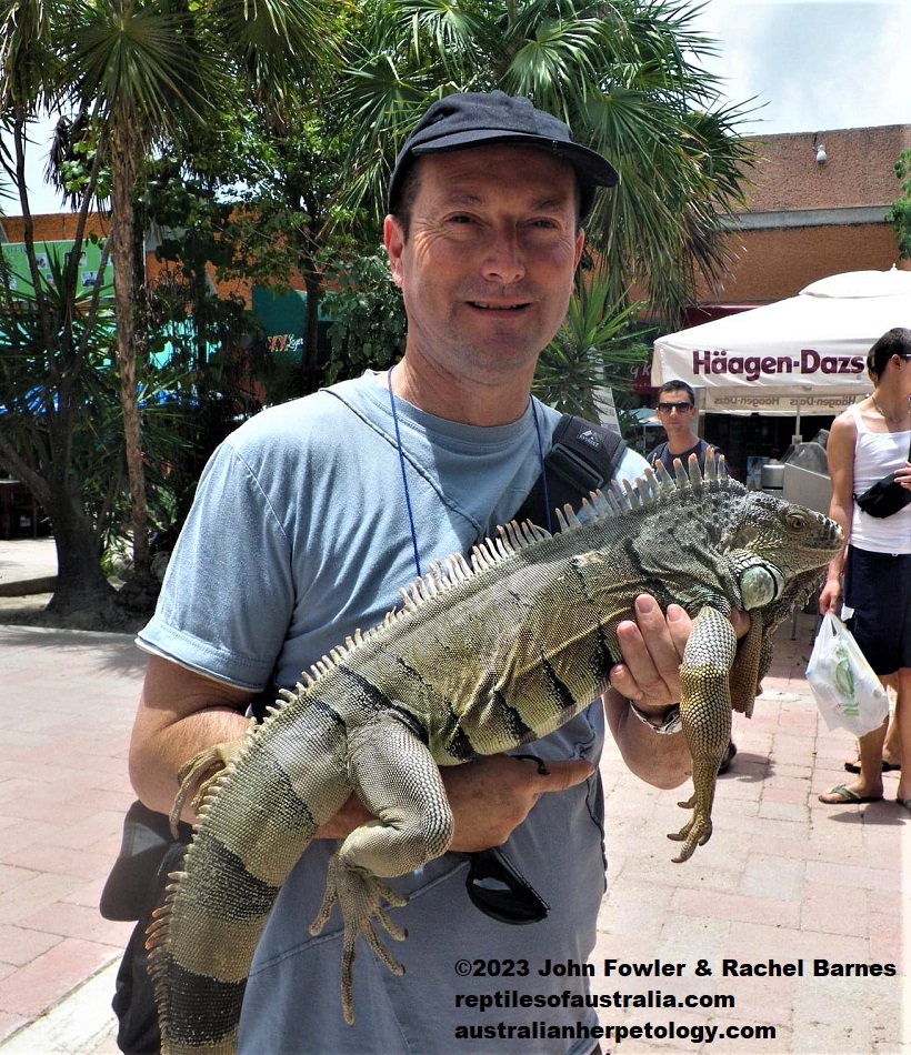 John Fowler holds a Green Iguana (Iguana iguana) in Mexico