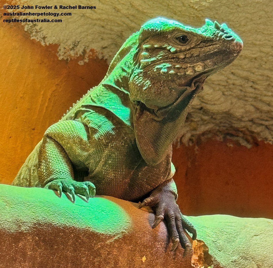 Rhinoceros Iguana (Cyclura cornuta) photographed at Vivarium de Meyrin, Geneva, Switzerland