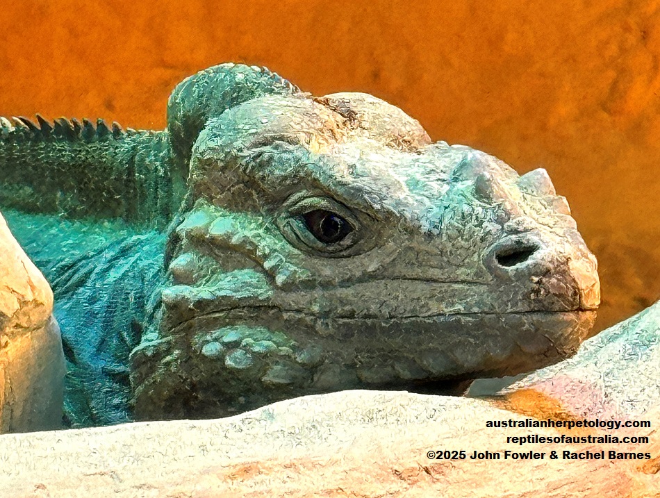 Rhinoceros Iguana (Cyclura cornuta) photographed at Vivarium de Meyrin, Geneva, Switzerland