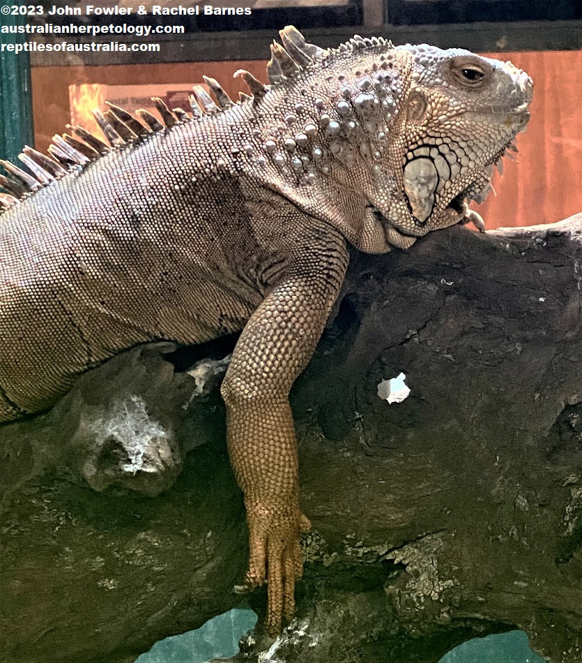 This Green Iguana (Iguana iguana) was photographed at Snakes Downunder Reptile Park & Zoo, Childers, Qld.