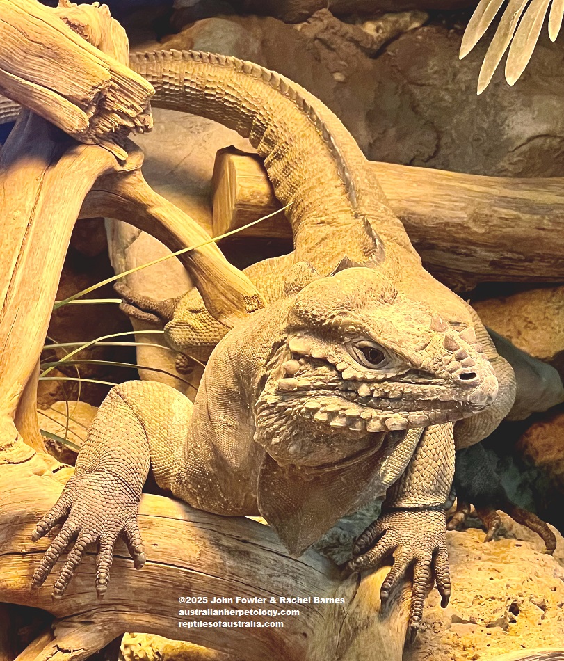 Rhinoceros Iguana (Cyclura cornuta) photographed at Vivarium de Meyrin, Geneva, Switzerland
