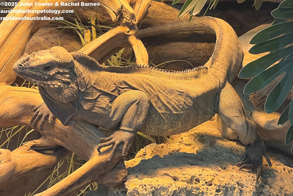 Rhinoceros Iguana (Cyclura cornuta) photographed at Vivarium de Meyrin, Geneva, Switzerland