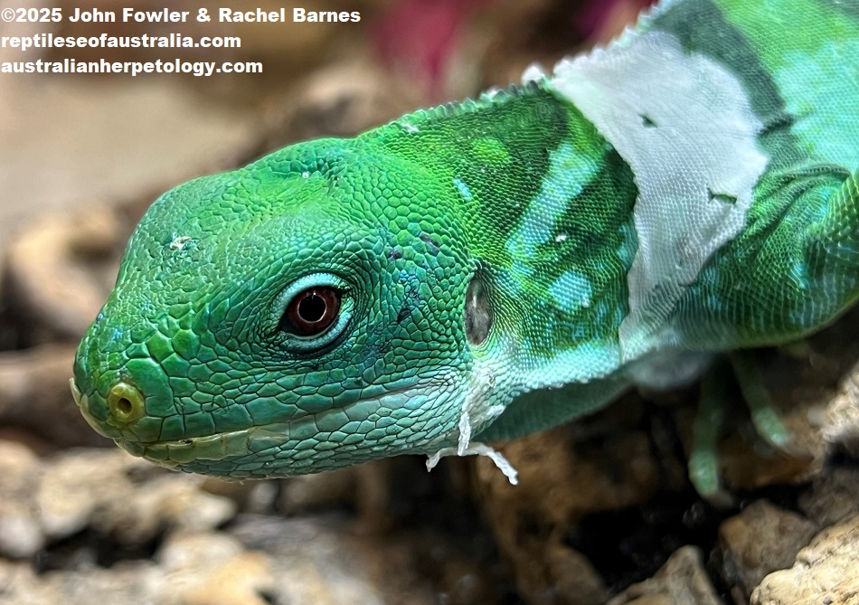 Lau Banded Iguana (Brachylophus fasciatis) photographed at Vivarium de Meyrin, Geneva, Switzerland