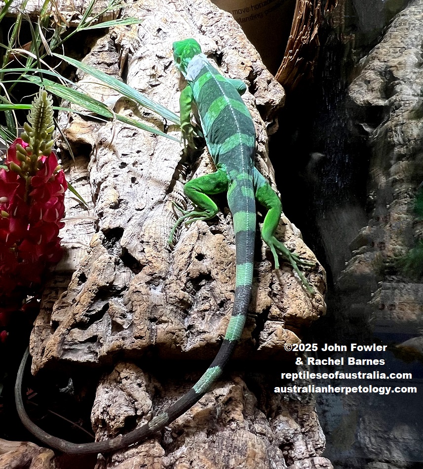 Lau Banded Iguana (Brachylophus fasciatis) photographed at Vivarium de Meyrin, Geneva, Switzerland