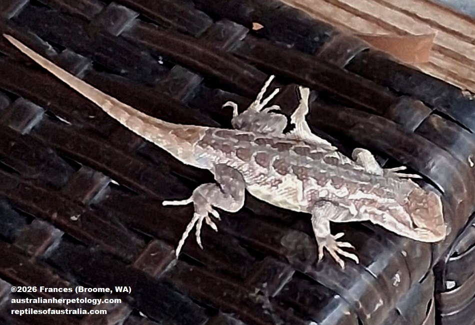 Common Sagebrush Lizard (Sceloporus graciosus) photograaphed in Yellowstone National P