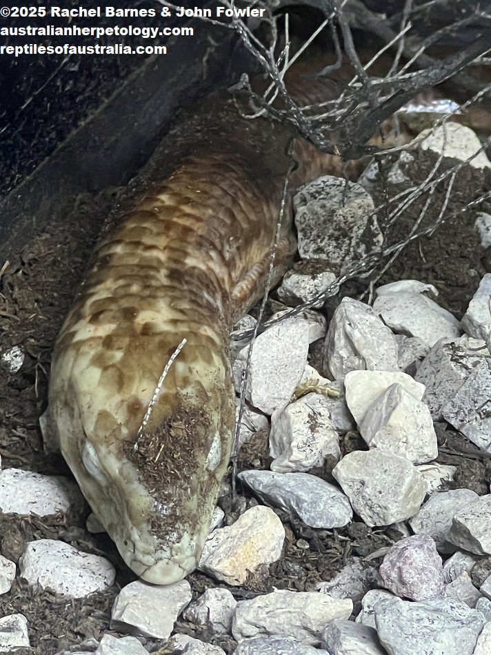 Sheltopusik (Pseudopus apodus)