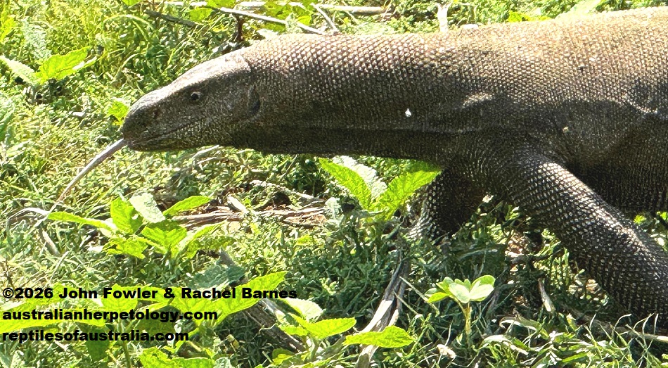 Bengal Monitor (Varanus begalensis) photographed in Sri Lanka