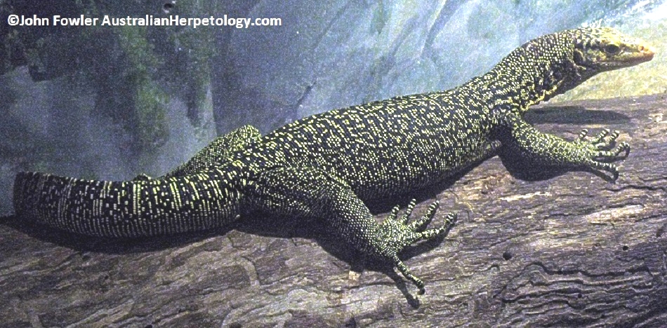 Captive Quince Monitor (Varanus melinus)
